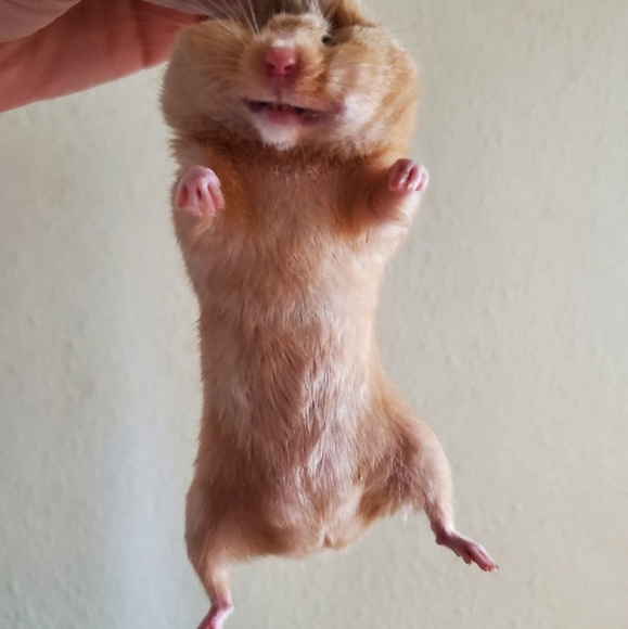 Meet your Posher, Tim - Picture 1 of 1